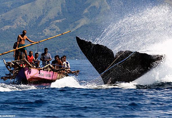 ЖЕСТЬ! Охота на кита (5 фото)