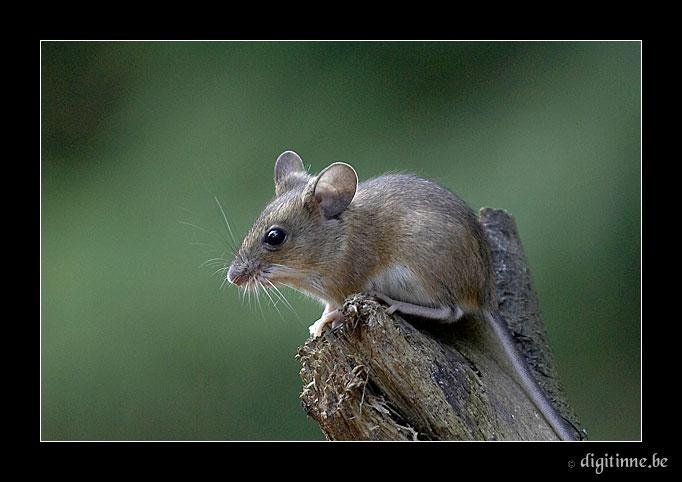 Мир мышей. Мышка прирученная. Мышь с шестом. Мышка полевка ручная. Маленькая Сонная Полевая мышка.