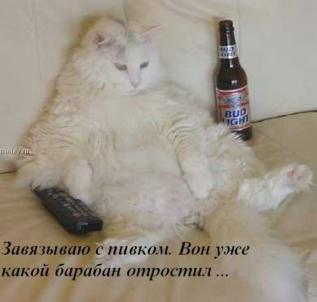 Коты и пиво (11 картинок)
