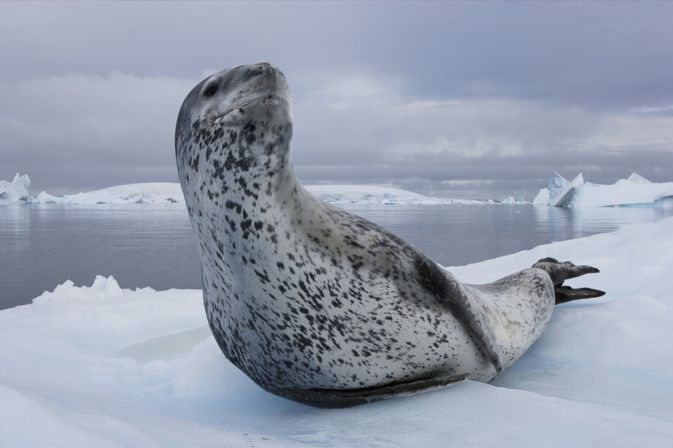 Леопардовый тюлень охотится на пингвинов (10 фото)