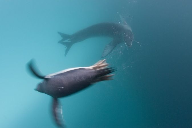 Леопардовый тюлень охотится на пингвинов (10 фото)