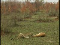 Импалу сбитую гепардом спасла гиена (6.7 мб)