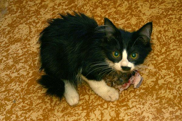 Кошачий Бухенвальд. Бедные кошки (( (11 фото)