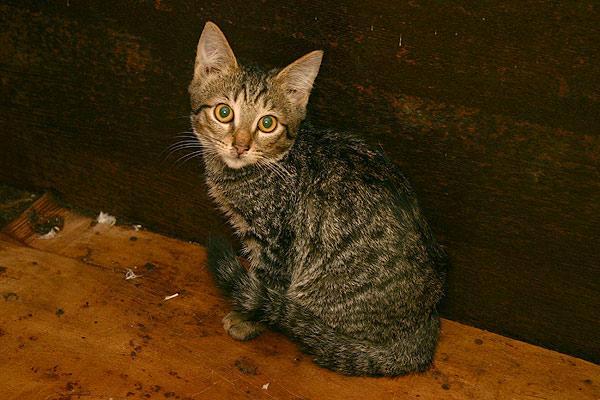 Кошачий Бухенвальд. Бедные кошки (( (11 фото)