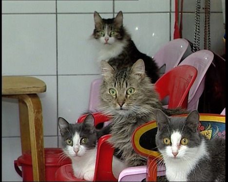 Кошачье общежитие (3 фото +видео)
