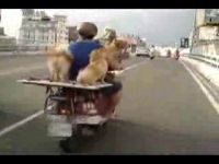 8 собак едут на мотоцикле (2.4 мб)