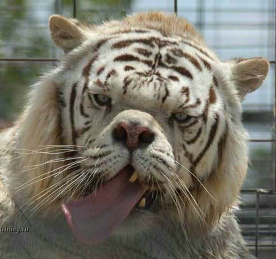 Неудачный белый тигр (3 фото)