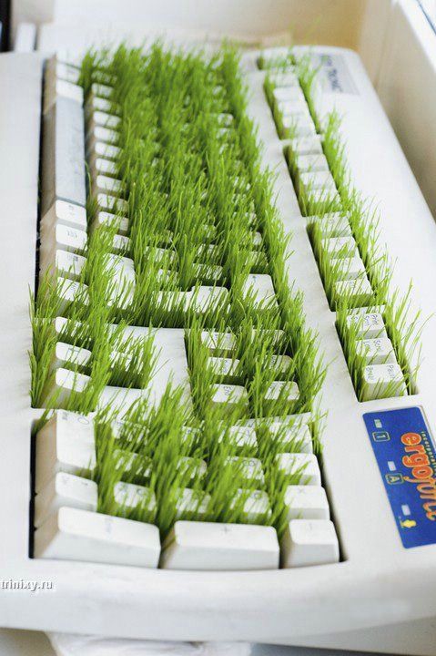Ух! Трава в клавиатуре (3 фото)