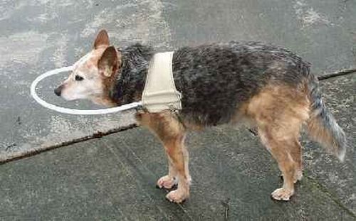 Трость для слепой собаки (11 фото)