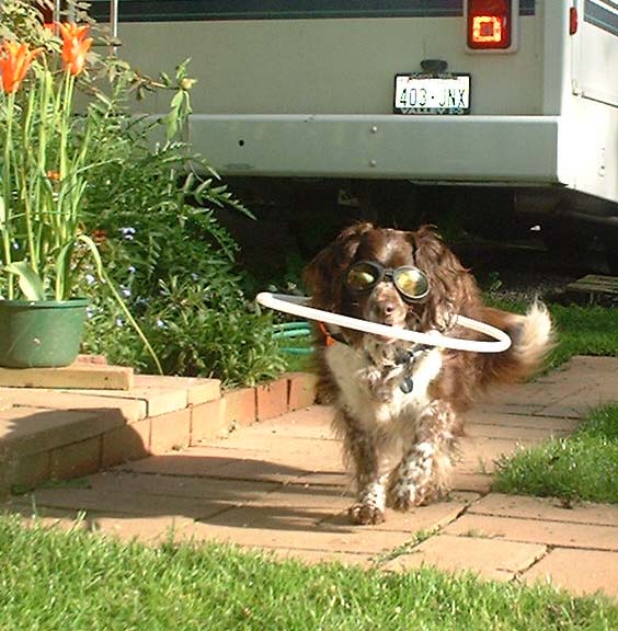 Трость для слепой собаки (11 фото)