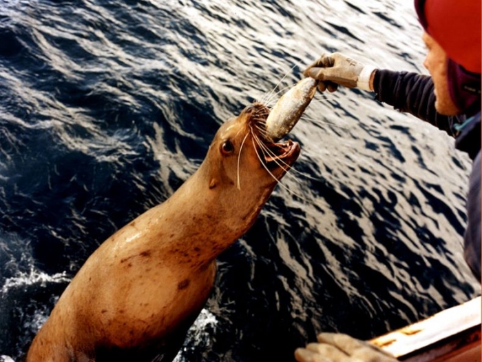 Классные фотографии. Ловля крабов в Беринговом море (23 фото)