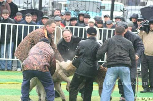 Кровавые разборки: мифы и ужасы собачьих боев... (44 фото)