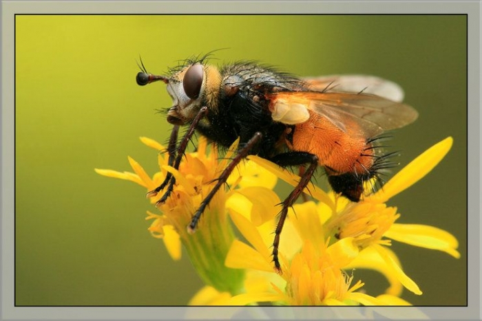 Макрофотографии насекомых (30 фото)