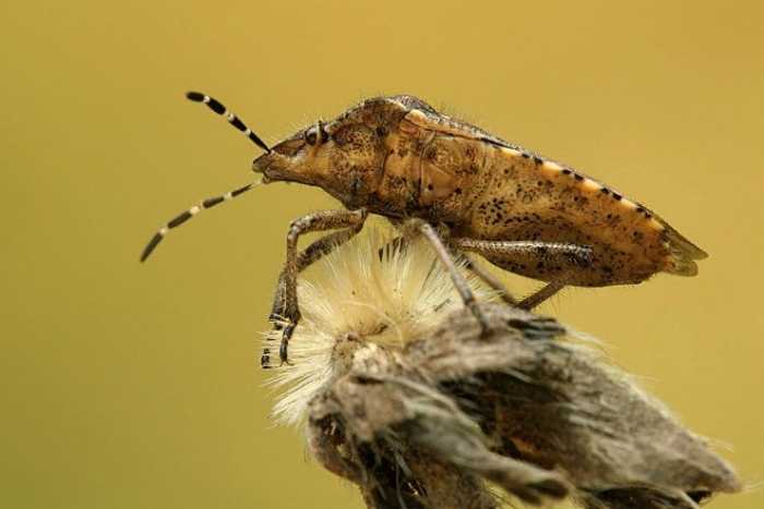 Макрофотографии насекомых (30 фото)