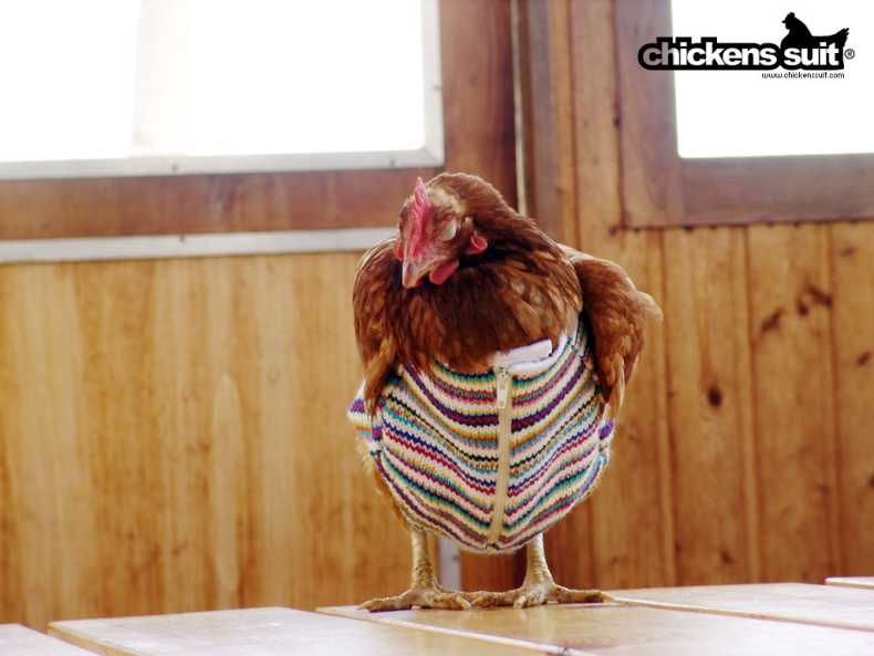 Одежда для курицы