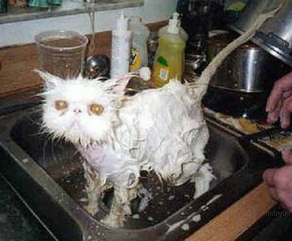 Мокрые коты - несчастные коты. Большая подборка (43 фото)