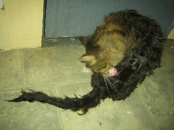 Мокрые коты - несчастные коты. Большая подборка (43 фото)