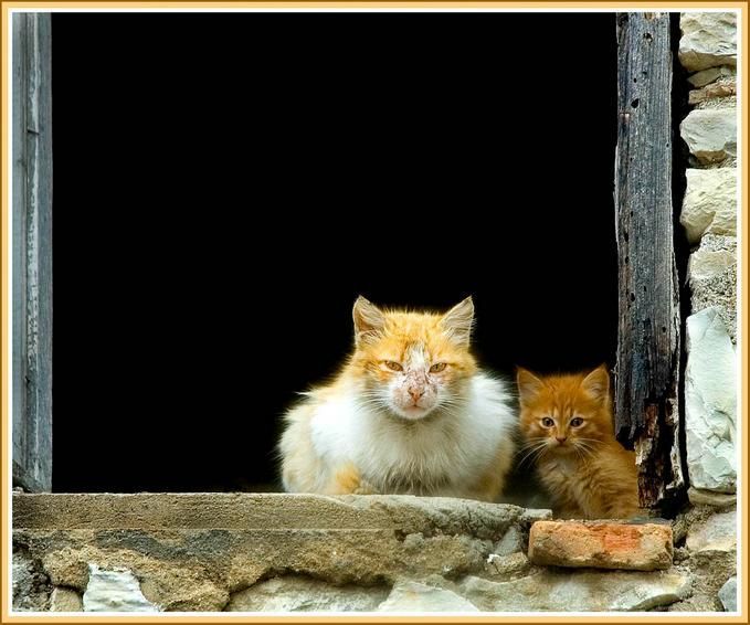 Классные коты и котята (62 фото)