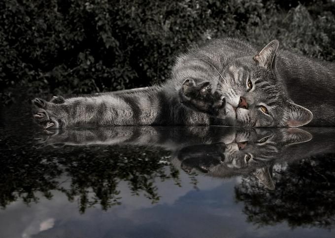 Классные коты и котята (62 фото)