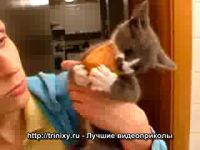 Смешной голодный котенок (2.6 мб)