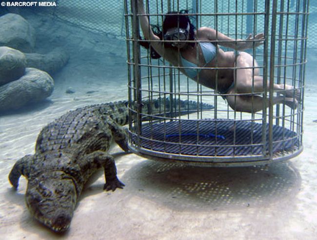Купание с крокодилами (4 фото)