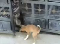 Собака против обезьяны (1.9 мб)