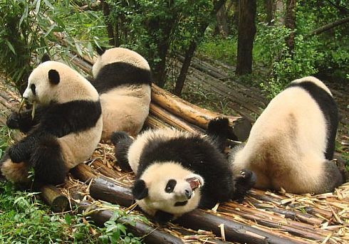 В гости к пандам (33 фото + видео)