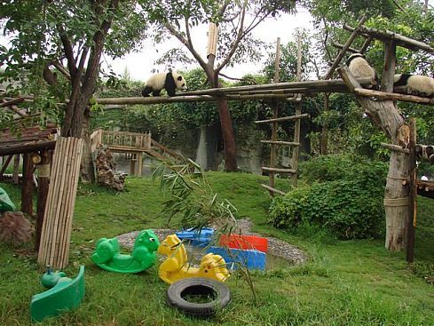 В гости к пандам (33 фото + видео)