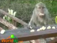 Ну очень голодная обезьяна (2.3 мб)