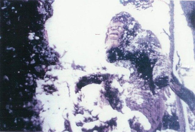 Самые известные фотографии снежного человека (16 фото)