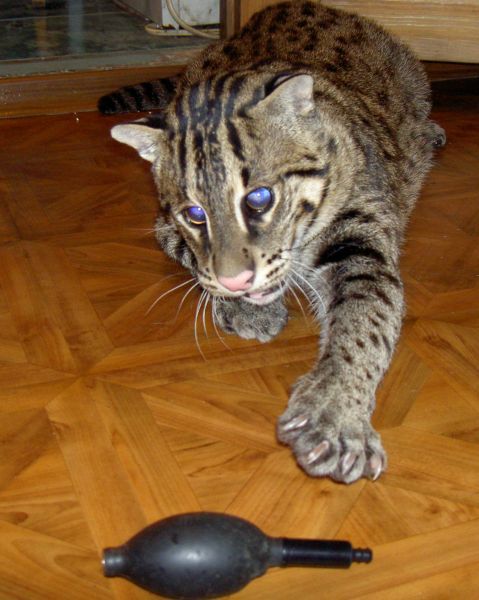 Кот камышовый домашний