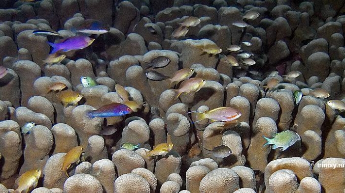 Красота подводного мира (66 фото)