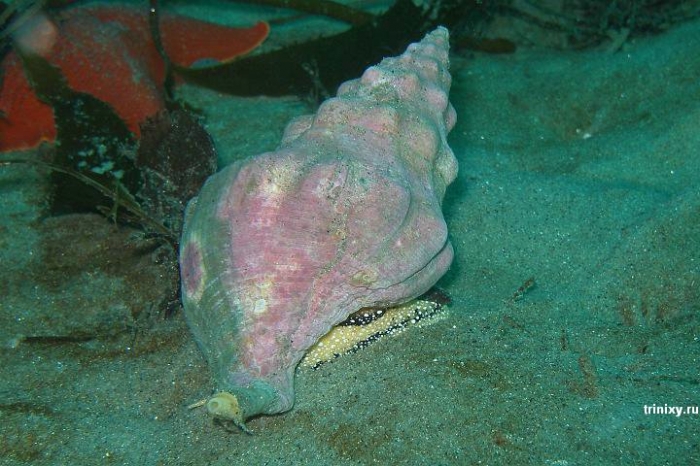 Красота подводного мира (66 фото)