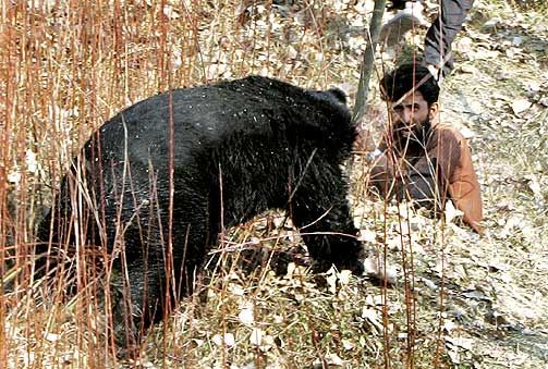 Охота на медведя чуть не закончилась трагедией (6 фото)