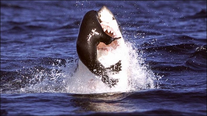 Потрясающие кадры. Охота акулы на тюленей (9 фото)