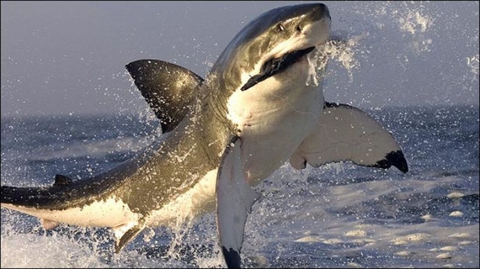 Потрясающие кадры. Охота акулы на тюленей (9 фото)