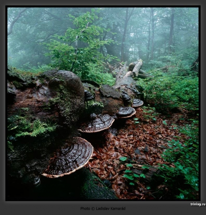 Красивые фотографии дикой природы (102 штуки)