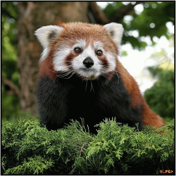 Самые красивые фотографии животного мира (39 штук)