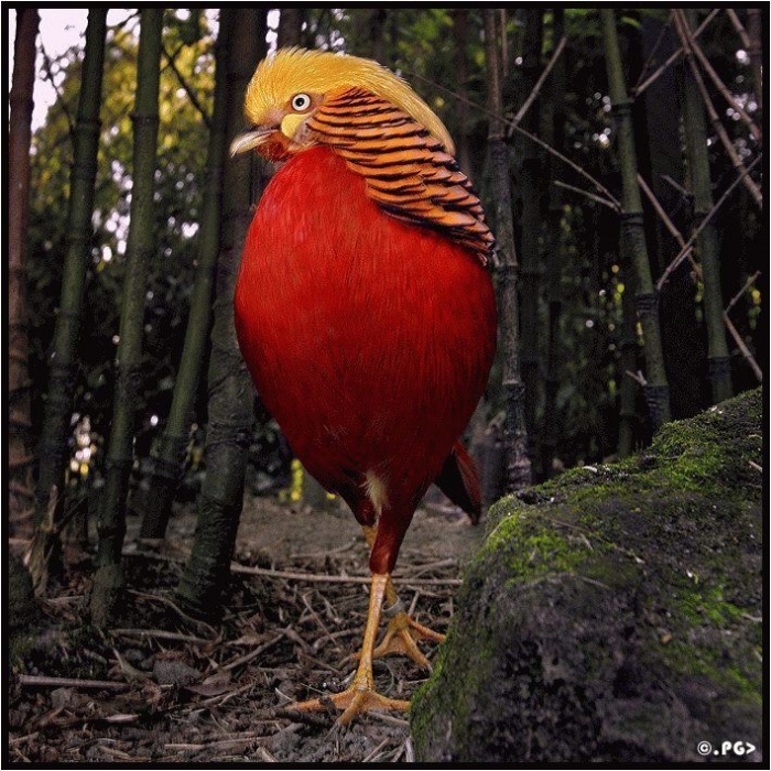 Самые красивые фотографии животного мира (39 штук)