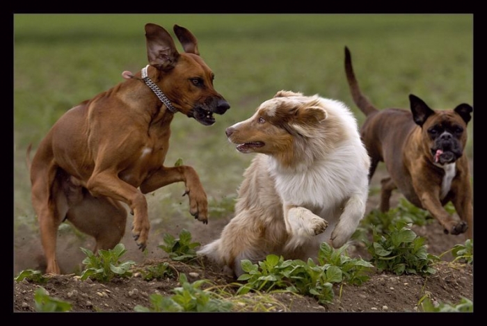 Собачьи бега (60 фото)