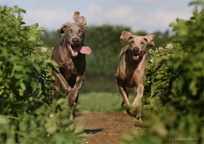 Собачьи бега (60 фото)
