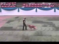 Трогательный танец дамы с собакой (8.8 мб)
