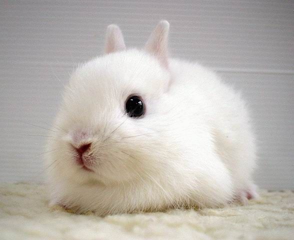 Позитив. Маленькие кролики (40 фото)