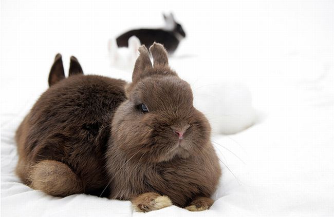 Позитив. Маленькие кролики (40 фото)
