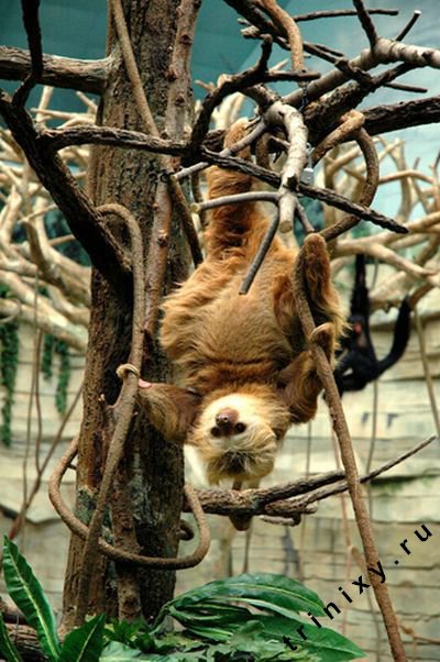 Забавные ленивцы (52 фото)