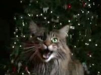 Кот исполняет рождественскую песенку (6.0 мб)