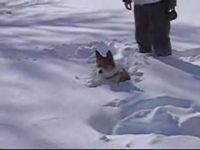 Собака резвтся в снегу. Позитив (1.2 мб)