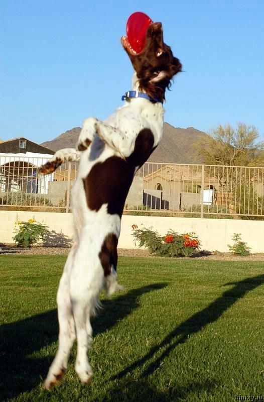 Позитивчик. Летающий пес (17 фото)