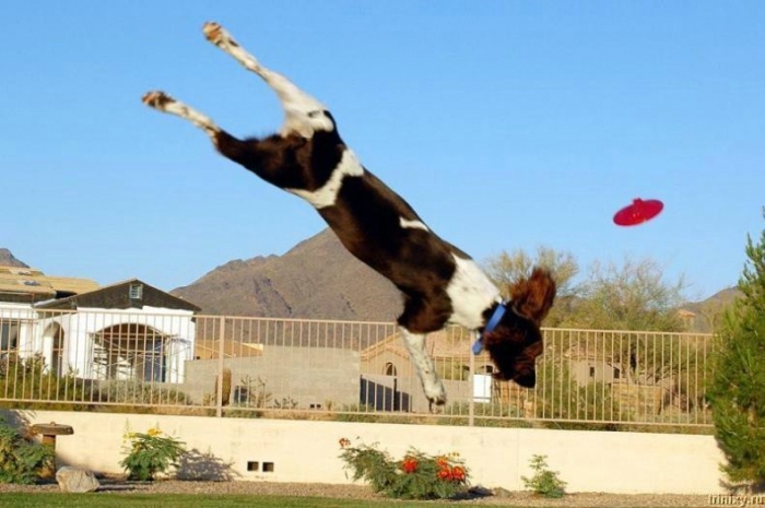 Позитивчик. Летающий пес (17 фото)