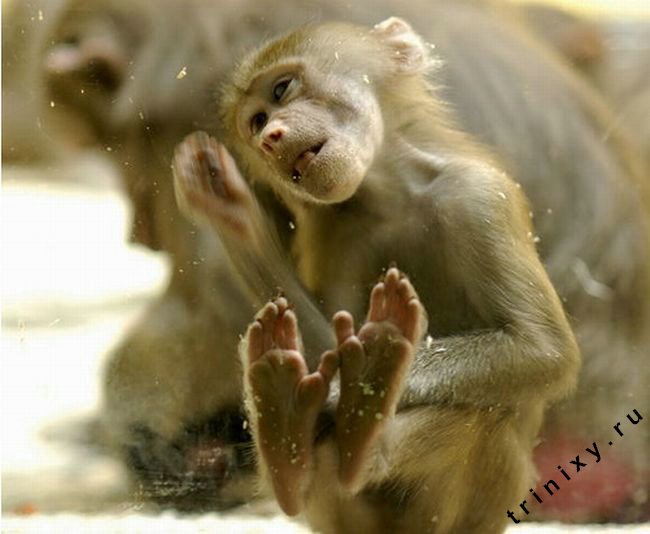 Мегапозитив. Маленькие обезьянки (35 фото)